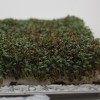 Kressenpesto selbstgemacht Kresse