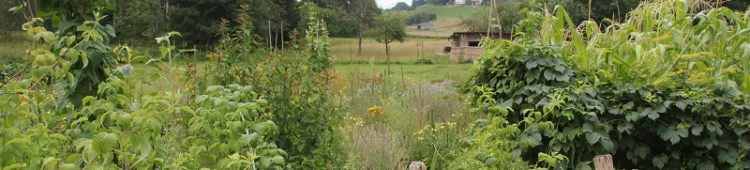 Erkältung: Gesammelte Heilkräfte der Natur nutzpflanzen-garten