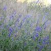 Wiesensalbei & die Hummel Wiesensalbei