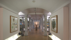 Medizinhistorisches-Museum-virchow-bueste