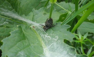 Tote Spinne im Netz