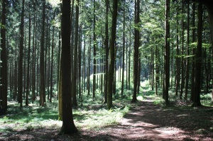 Wanderweg im Wald