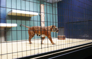 Hinterindischer Tiger im Zoo hinter Gittern