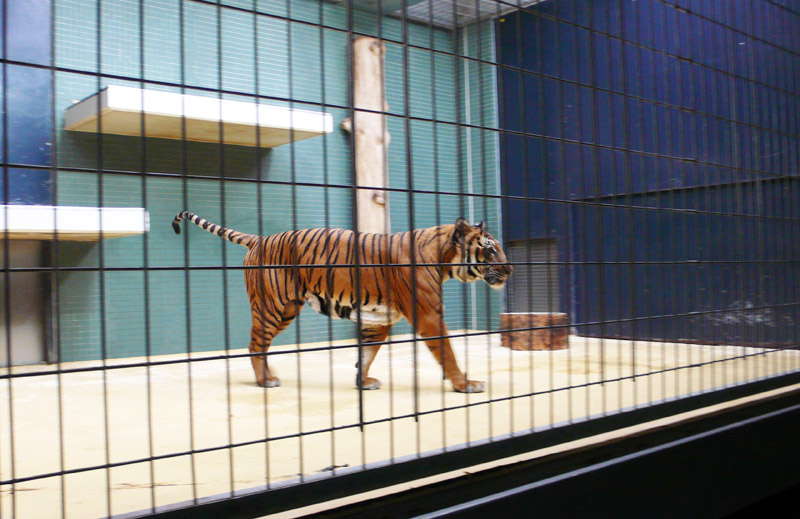 Hinterindischer Tiger im Zoo hinter Gittern