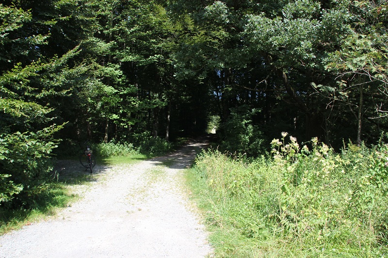 fahrrad weg im wald