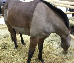 Pferd frisst heu