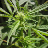 Heilende Wirkung des CBD cannabis-hanf-blüte