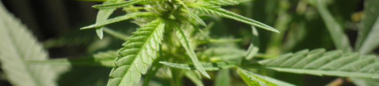 Heilende Wirkung des CBD cannabis-hanf-blüte