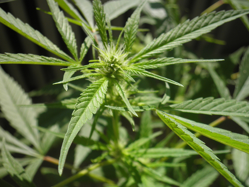 Uruguay legalisiert Cannabis