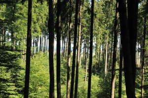 Wald