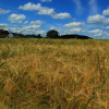 Landwirtschaft sollte CDU verklagen Getreidefeld