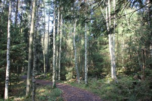 2-1 Brocken Austieg Weg durch Wald