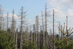 2-20 Tote Baeume am Brocken