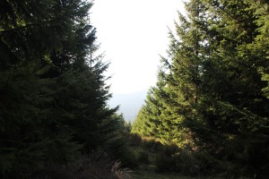 2-8 Tannen auf dem Brocken