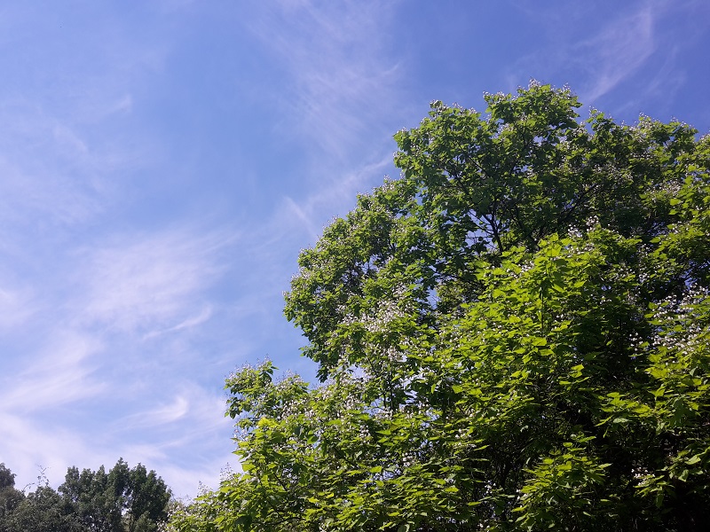 Baum im Sommer