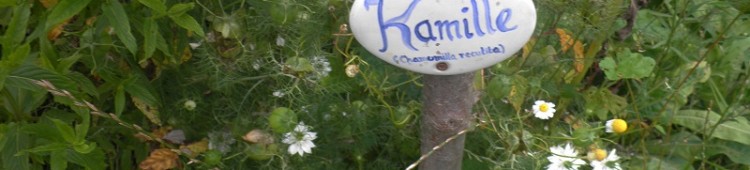 Was tun bei Bauchschmerzen? Kamille