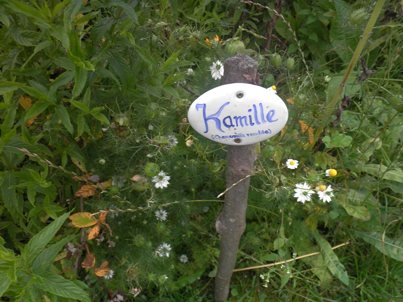 Kamille