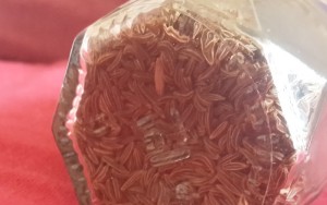Kuemmel im Glas