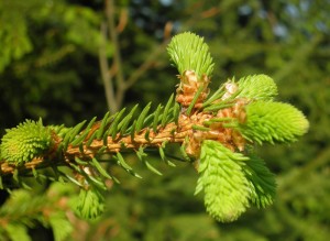 Nadelbaum