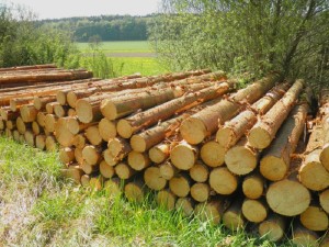 holzstaemme