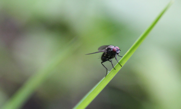 Fliege auf Grashalm