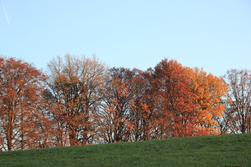 Herbst Laub