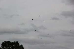 Voegel vor Sturm am dunklen Himmel