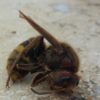 Riesenhornisse in Brandenburg angekommen? Riesenhornisse profil