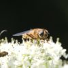 Insekten sterben: Bauern, CDU & Lebensmittel Biene auf Schafgarbe