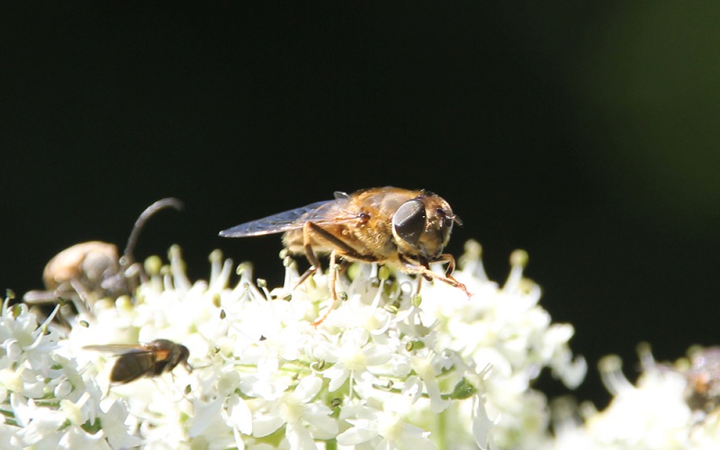 Biene auf Schafgarbe