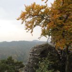 baum-fels-bastei-elbsandsteingebirge