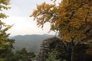 baum-fels-bastei-elbsandsteingebirge