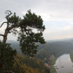 kiefer-bastei-elbe