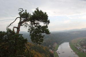 kiefer-bastei-elbe
