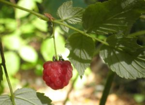 Himbeere