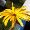 Ringelblume für Haut & mehr Ringelblume