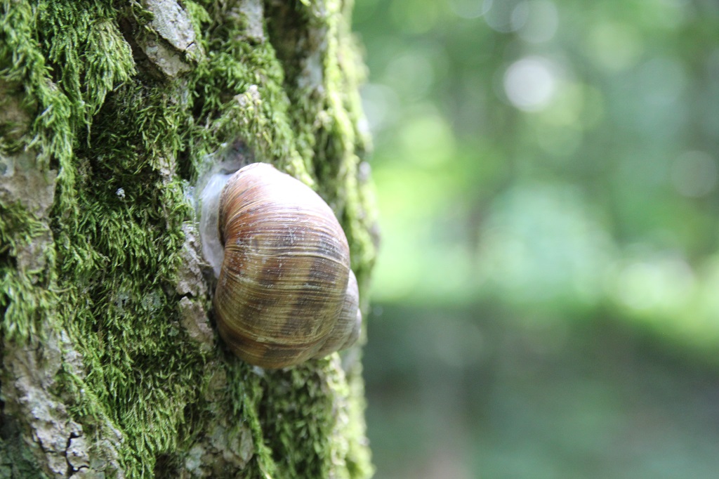 Schnecke