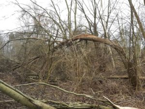 abgeknickter Baum im Wald