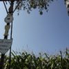 Wasserpreise steigen wegen den Konservativen Gottestreue auf dem Acker