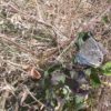 Kreuzenzian-Ameisenbläuling Kreuzenzian-Ameisenbläuling