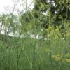Dill | Lecker & wirksam Dill