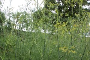 Dill