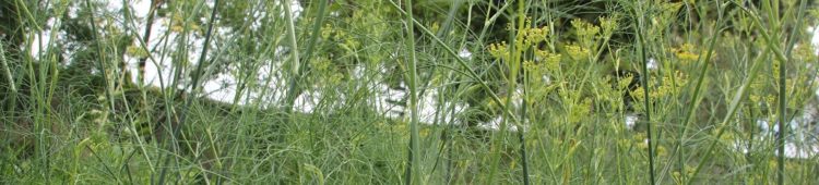 Dill | Lecker & wirksam Dill