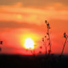 Äquinoktium / Tag- und Nachtgleiche und Equinox Sonnenuntergang-hinter-Halmen-1