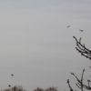 Rat der Krähen und Raben? Kraehen Treffen