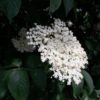 Holunder | Im Sommer ernten im Winter brauchen Holunder