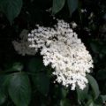 Holunder | Im Sommer ernten im Winter brauchen