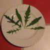 Rucola – als Salat oder Gewürz Rucola-Blätter-auf-Teller