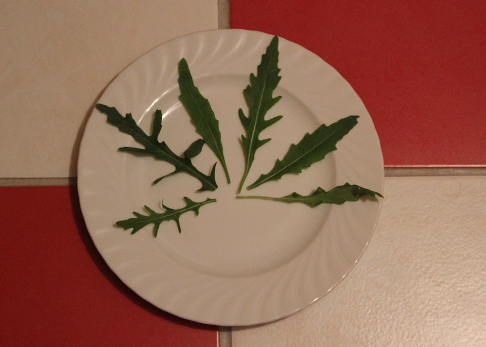 Rucola-Blätter-auf-Teller