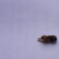 Wespen im Norden und Süden | Unterschiede